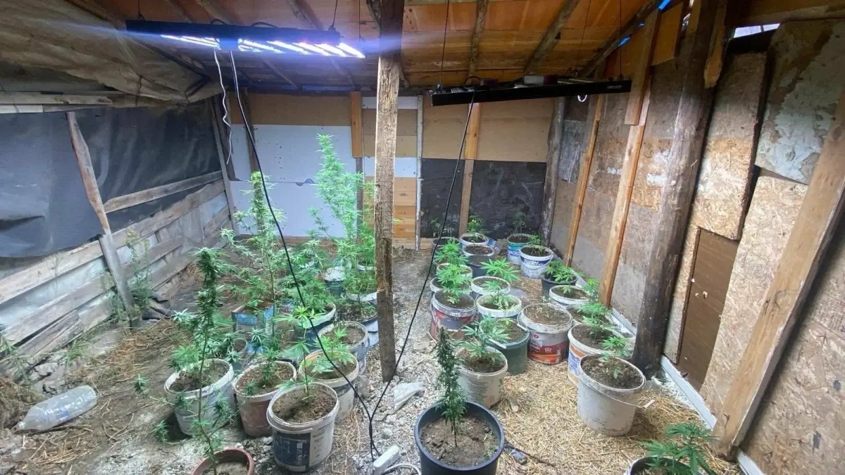 kusadasinda hint keneviri yetistiren iki supheli yakalandi lBnDaYpH