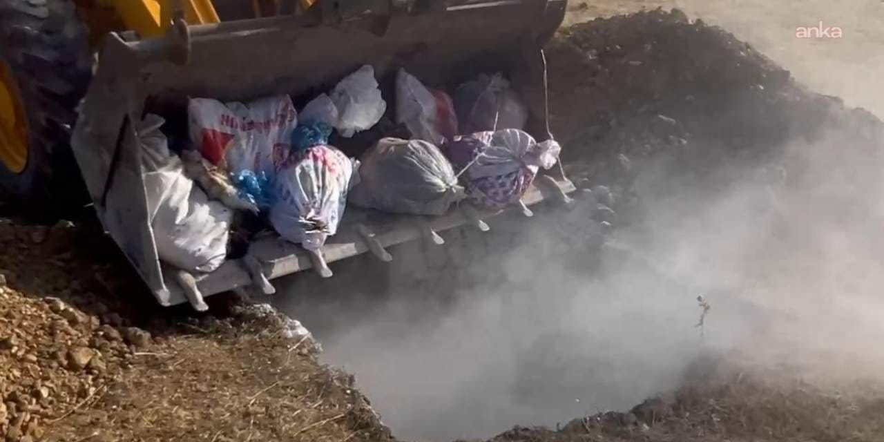 hakkaride hayvan katliami yuzlerce hayvan canli canli gomuldu ONtwhG7c.jpg