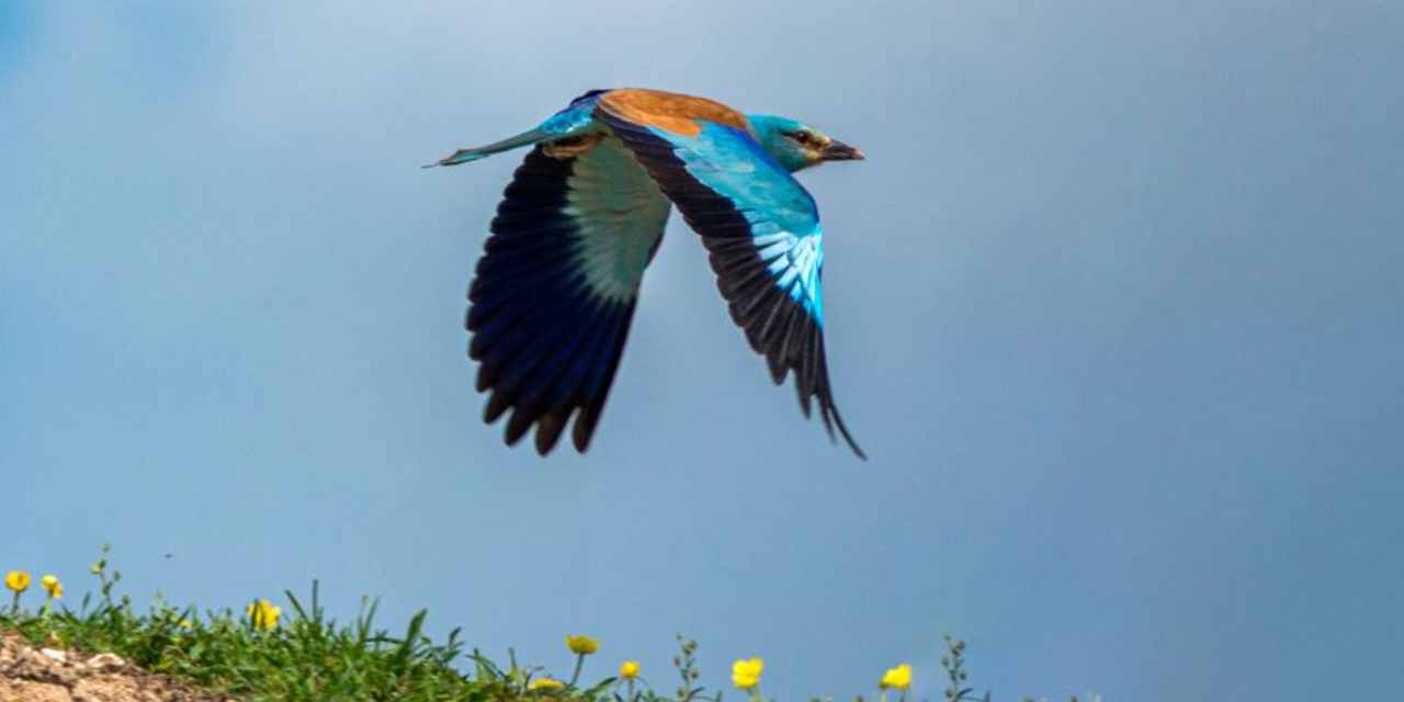 Adıyaman’da Görülen Gökkuzgun Kuşu: Büyüleyici Güzellik
